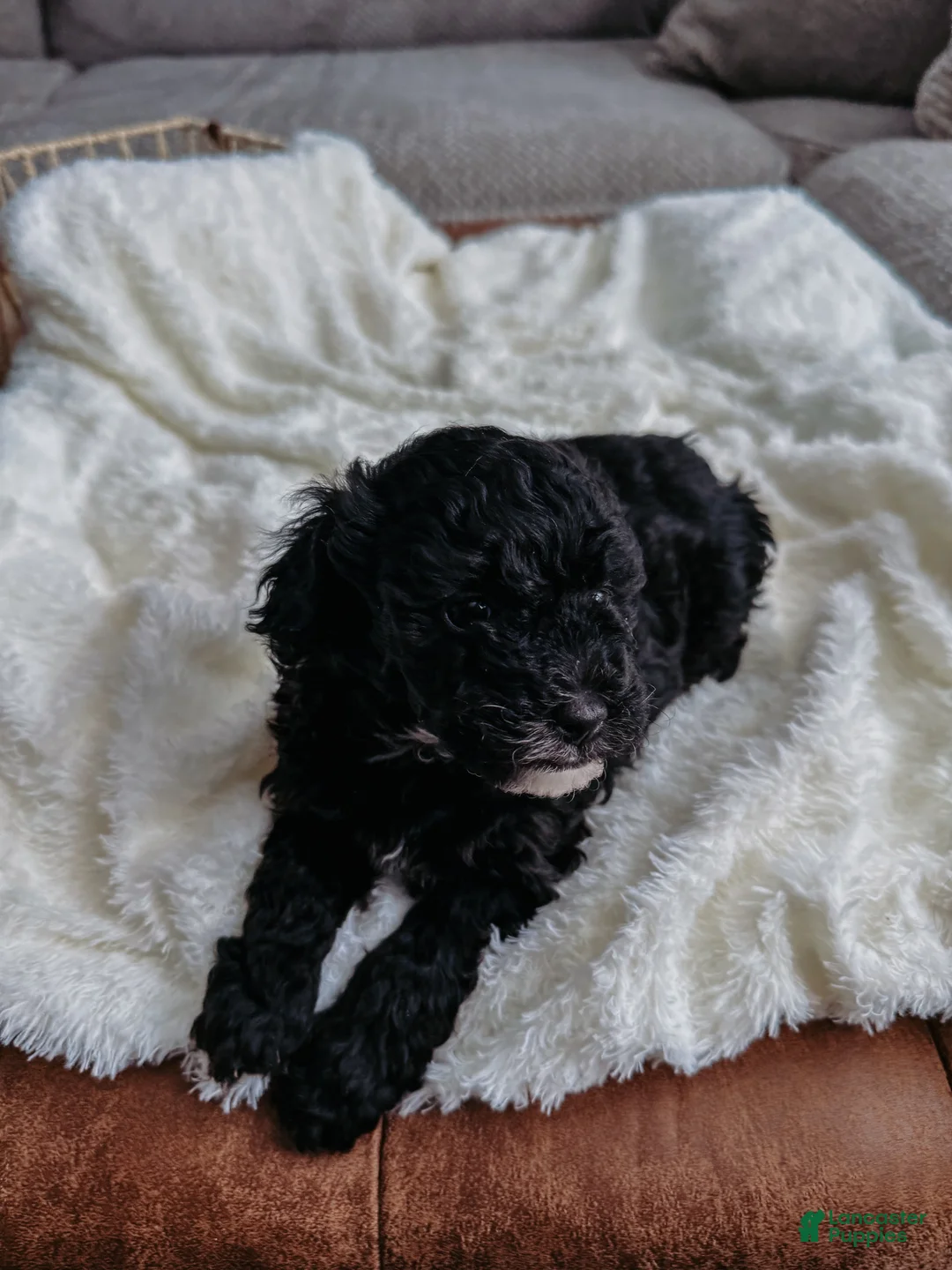 Miniature Poodle dogs for sale: Cheese - Ad 1