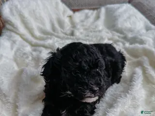 Miniature Poodle dogs for sale: Cheese - Ad 2