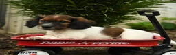 Mixed Breed dogs for sale: Archie - Ad 4