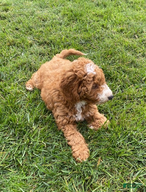 Mini Goldendoodle dogs Noah - Ad 2