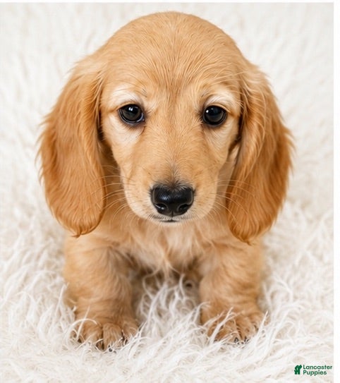 Miniature Dachshund dogs Honey - Ad 16