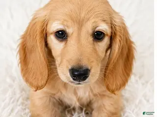 Miniature Dachshund dogs Honey - Ad 16