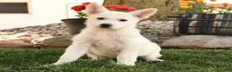 German Shepherd dogs for sale: Fritz - Ad 5