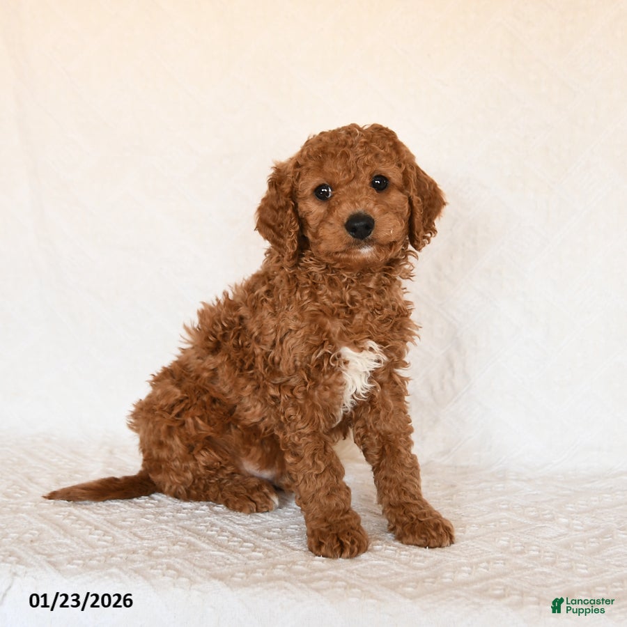 Cavapoo dogs Skipper - Ad 2