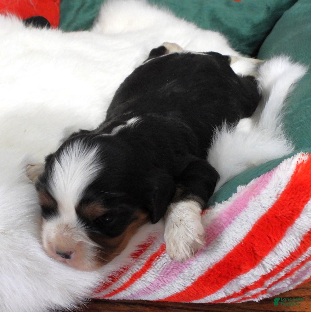 Cavalier King Charles Spaniel dogs for sale: #3 Male (Tiny's) - Ad 4