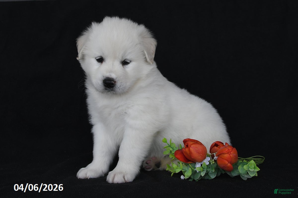 Golden Retriever dogs Charlie - Ad 2