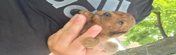 Cavapoo dogs for sale: Fletcher - Ad 5