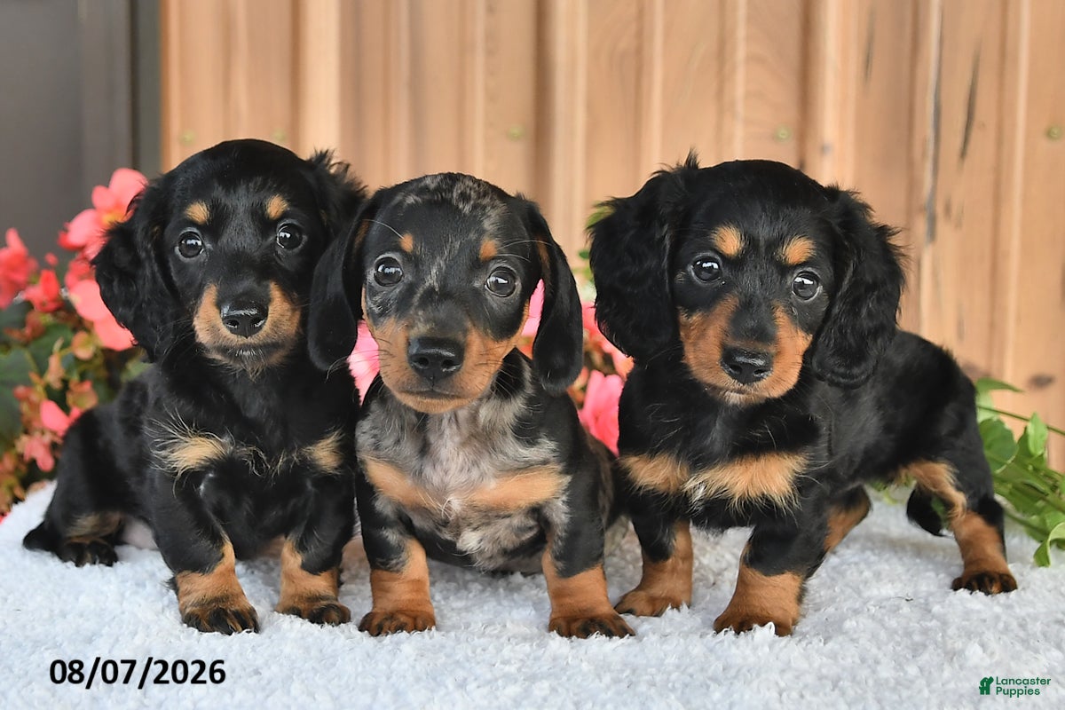 Miniature Dachshund dogs Fudge - Ad 2