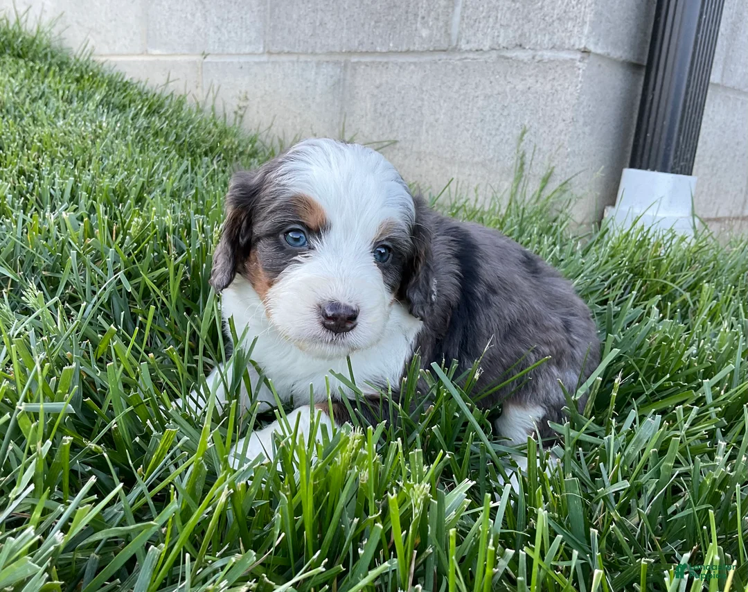 Mini Bernedoodle dogs for sale: Cole - Ad 1
