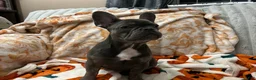 French Bulldog dogs for sale: Charlotte - Ad 11