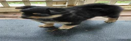 Mixed Breed dogs for sale: Betsy Ross - Ad 1