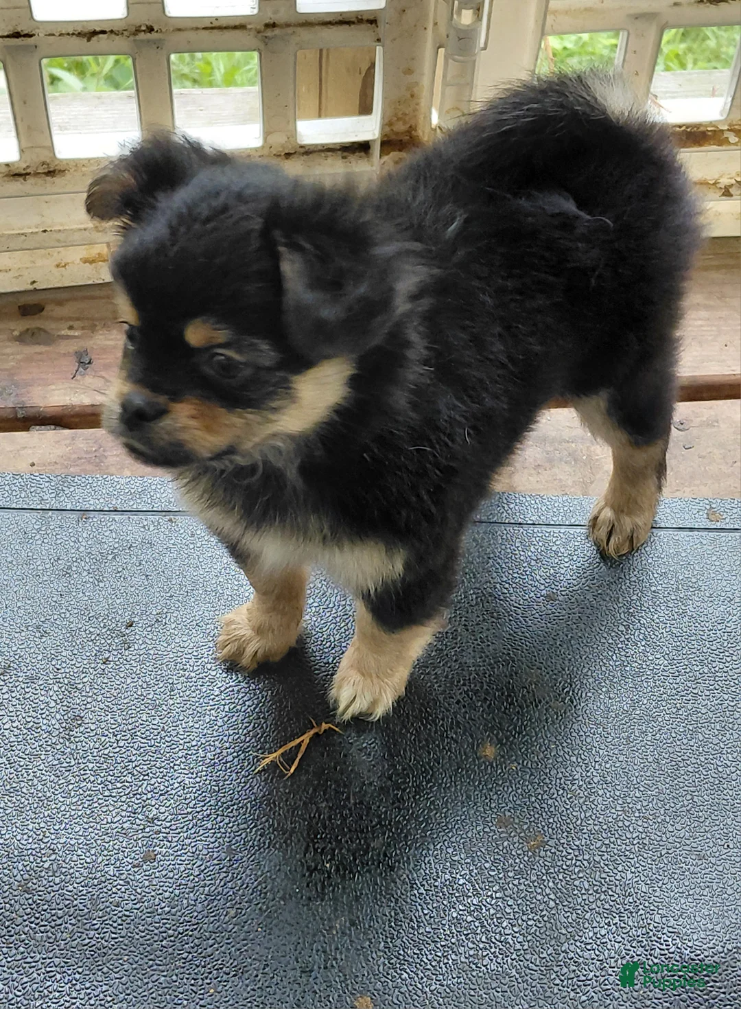 Mixed Breed dogs for sale: Betsy Ross - Ad 1