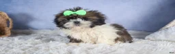 Shih Tzu dogs for sale: COCOA - Ad 14