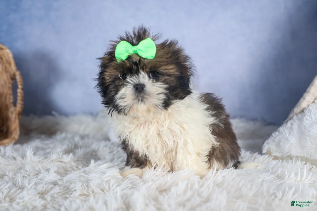 Shih Tzu dogs for sale: COCOA - Ad 14