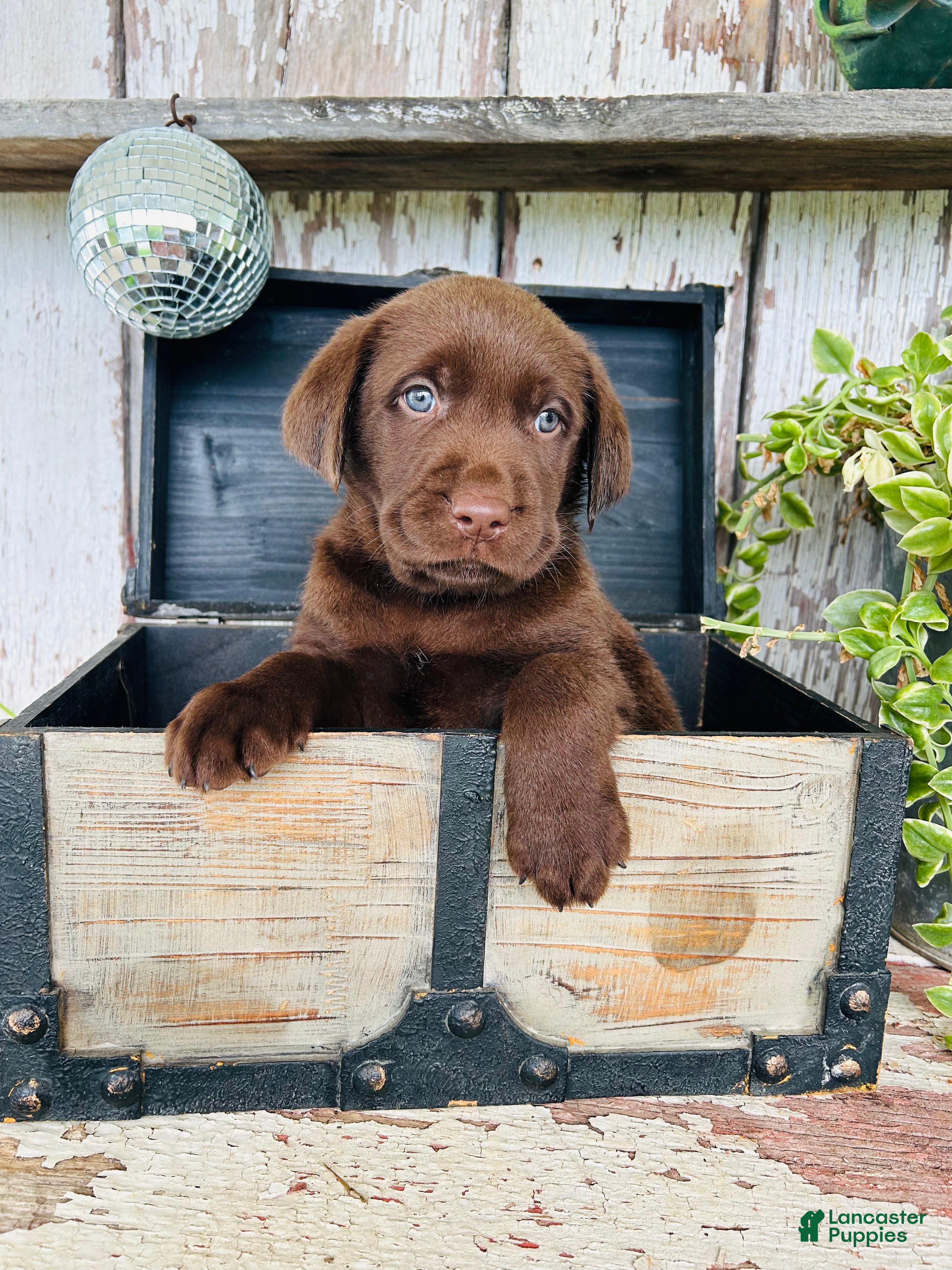 Labrador Retriever dogs Tucker - Ad 2