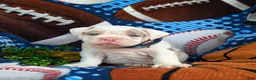 English Bulldog dogs for sale: Dunmore - Ad 2