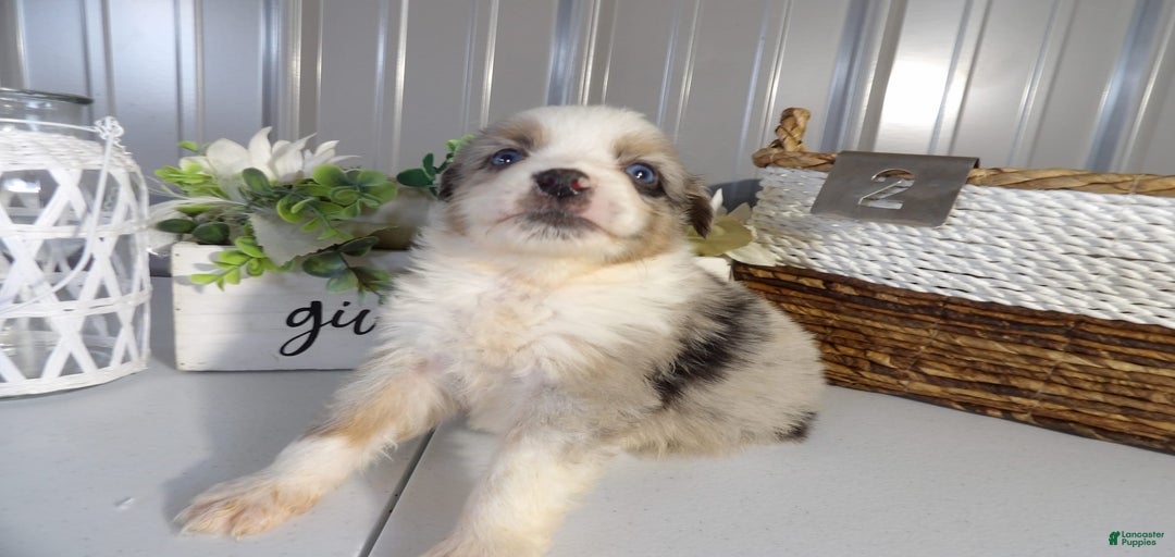 Gallery Image {{count}}