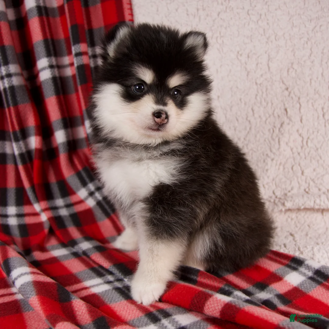 Pomsky dogs for sale: Jane - Ad 3