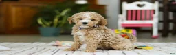 Mini Goldendoodle dogs for sale: Drake - Ad 5