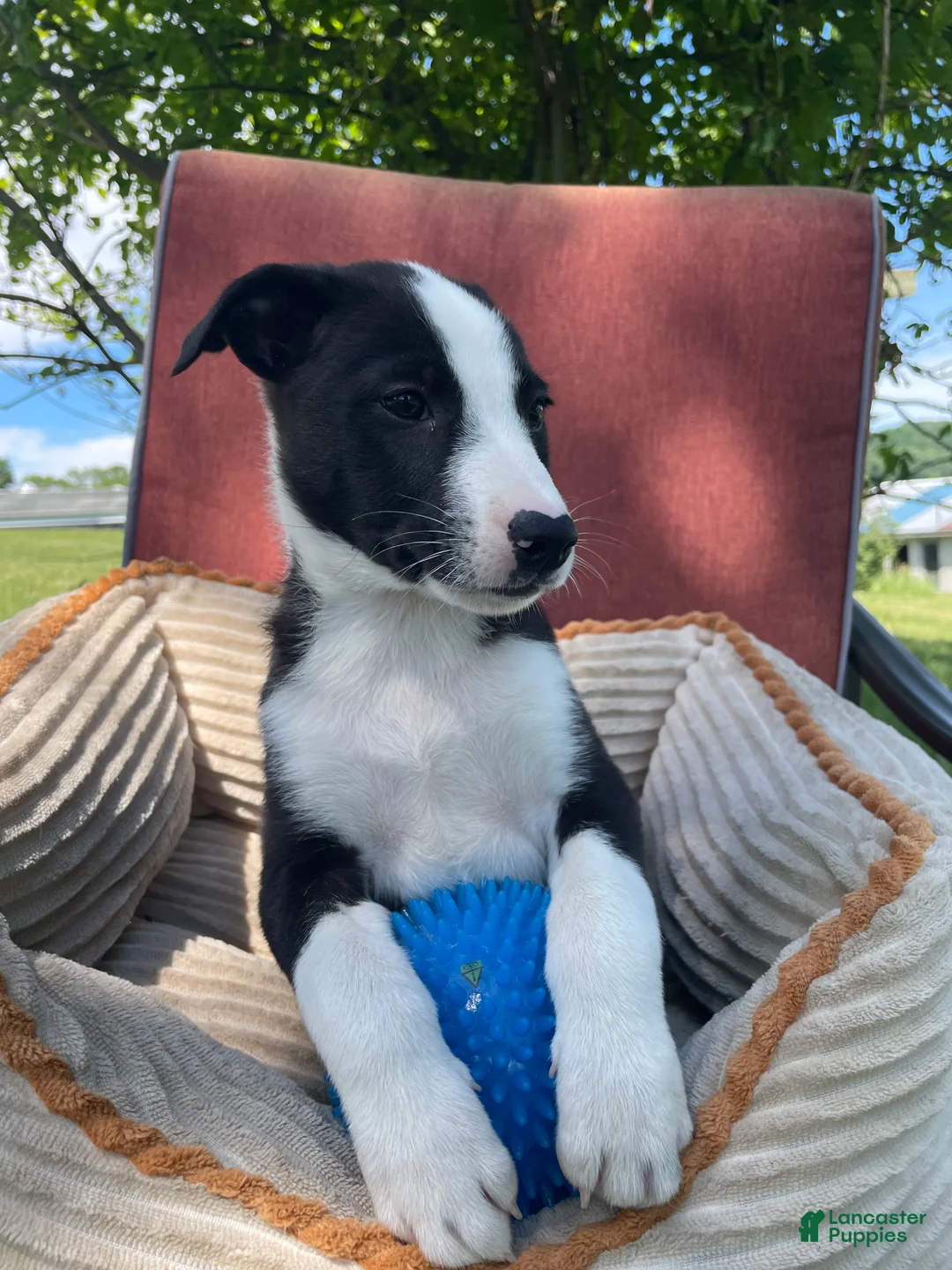 Mixed Breed dogs for sale: Remi - Ad 2