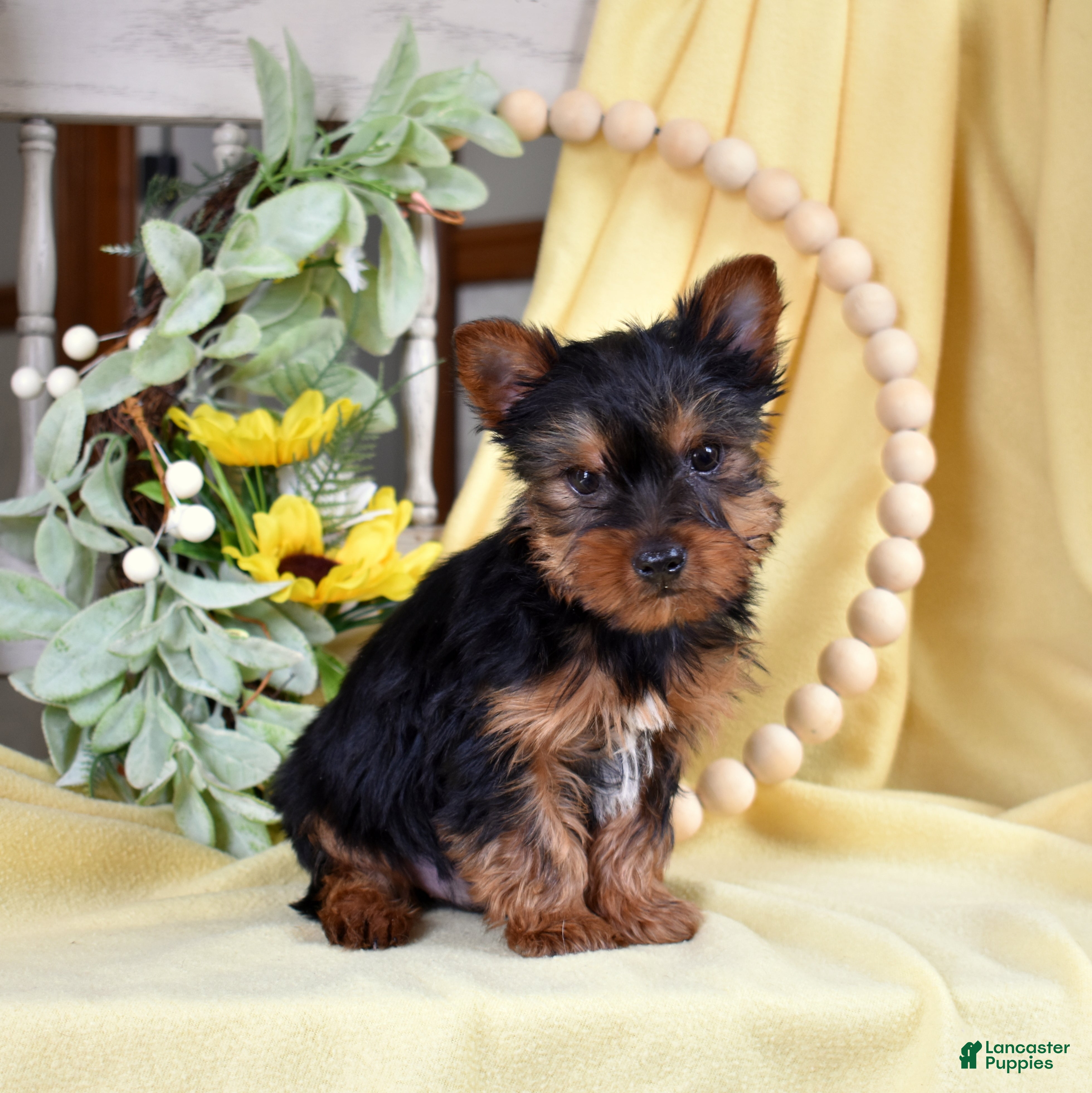 Yorkshire Terrier dogs Rusty  - Ad 1