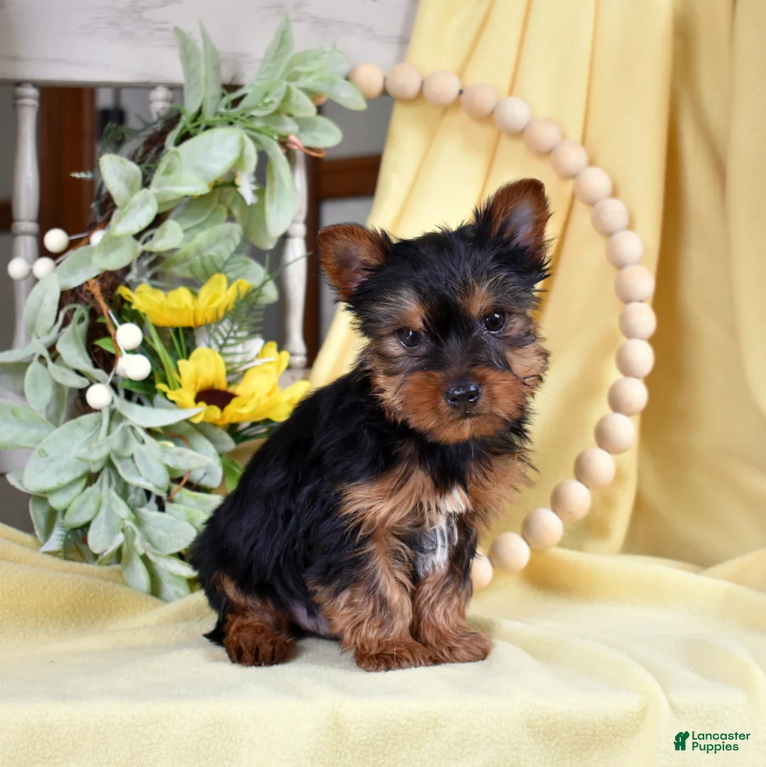 Yorkshire Terrier dogs for sale: Rusty  - Ad 1