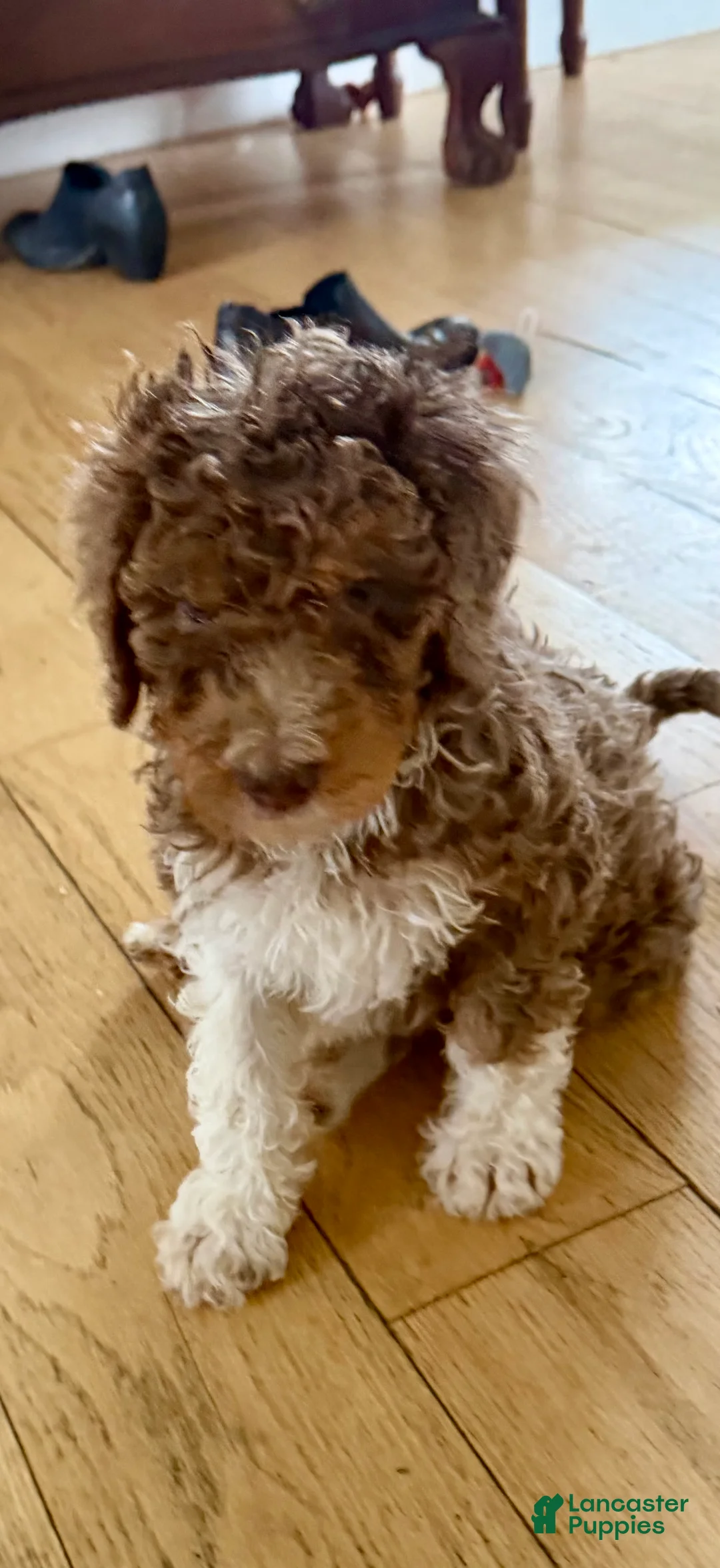 Bernedoodle dogs for sale: GINGER - Ad 1