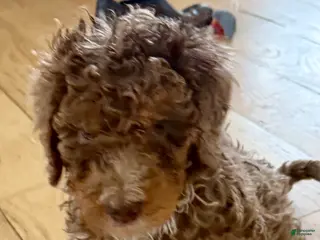 Bernedoodle dogs for sale: GINGER - Ad 4