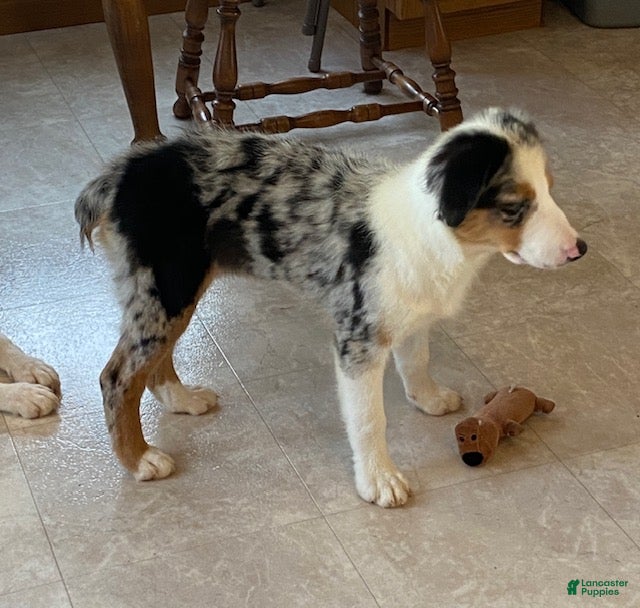 Australian Shepherd dogs Ruby - Ad 2