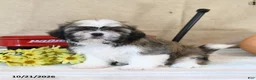 Shih Tzu dogs for sale: Bingo - Ad 3