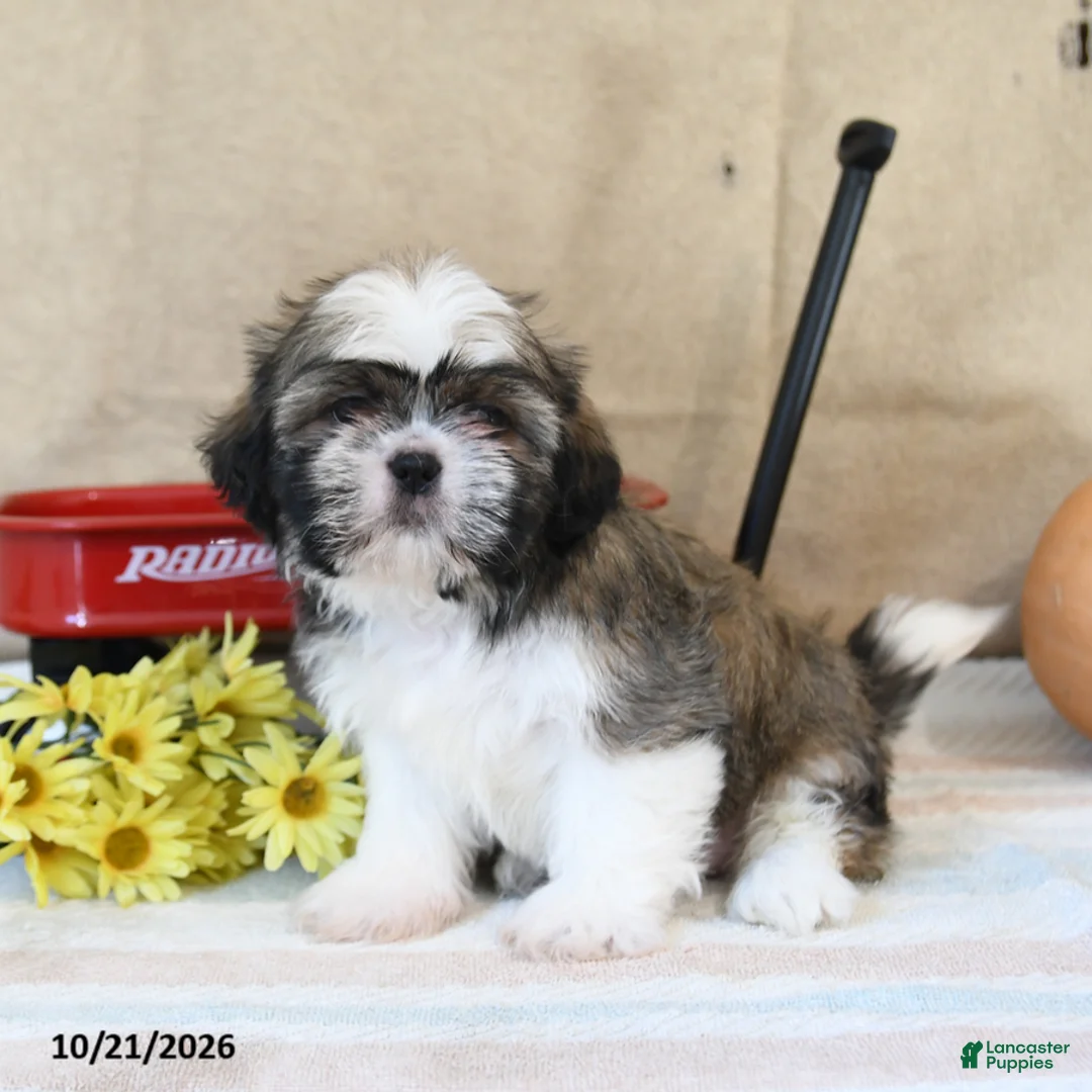 Shih Tzu dogs for sale: Bingo - Ad 3