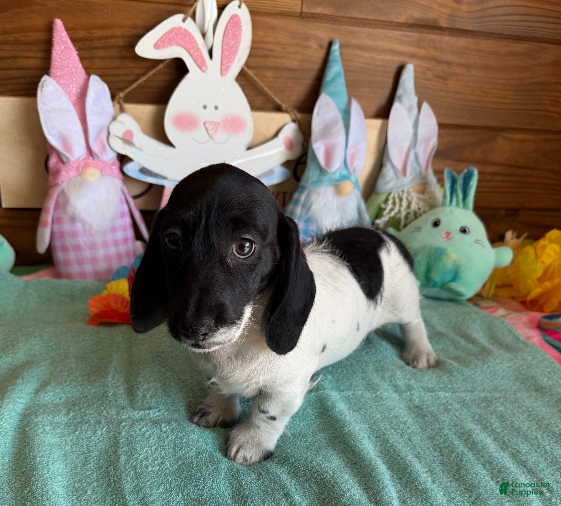 Miniature Dachshund dogs Spots - Ad 20