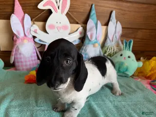 Miniature Dachshund dogs Spots - Ad 20