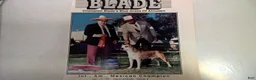 American Staffordshire Terrier dogs for sale: American Staffordshire Terrier 2 - Ad 31