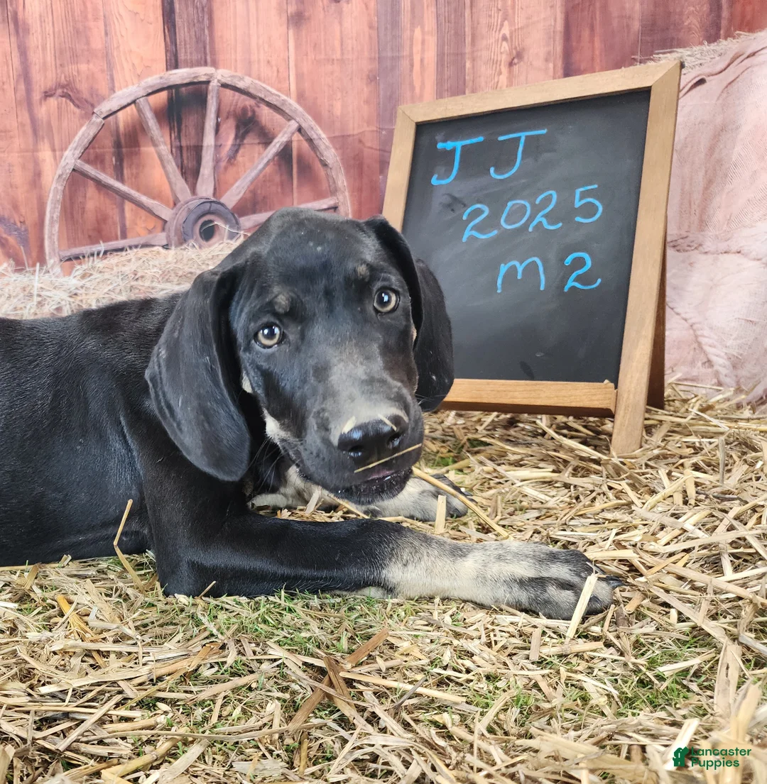 Catahoula Leopard Dog dogs for sale: JJ 2025 Male 2 - Ad 8