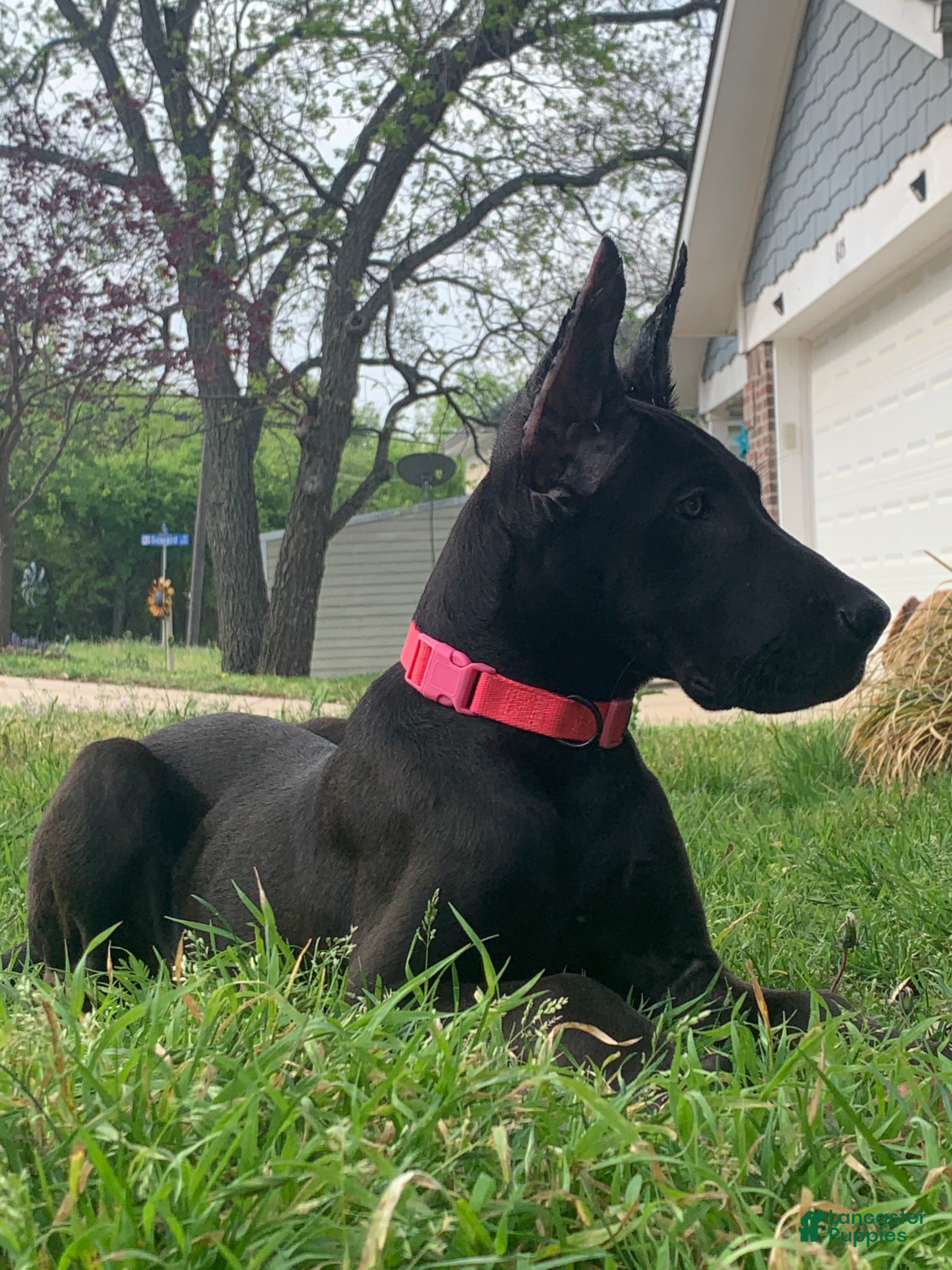 Great Dane dogs Great Dane Puppy 5 - Ad 1