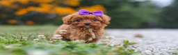 Cavapoo dogs for sale: Lilac - Ad 7