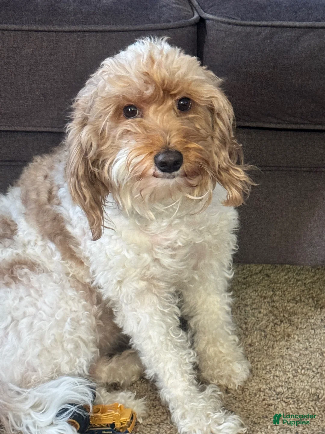 Double Doodle dogs for sale: Double Doodle Puppy 2 - Ad 2