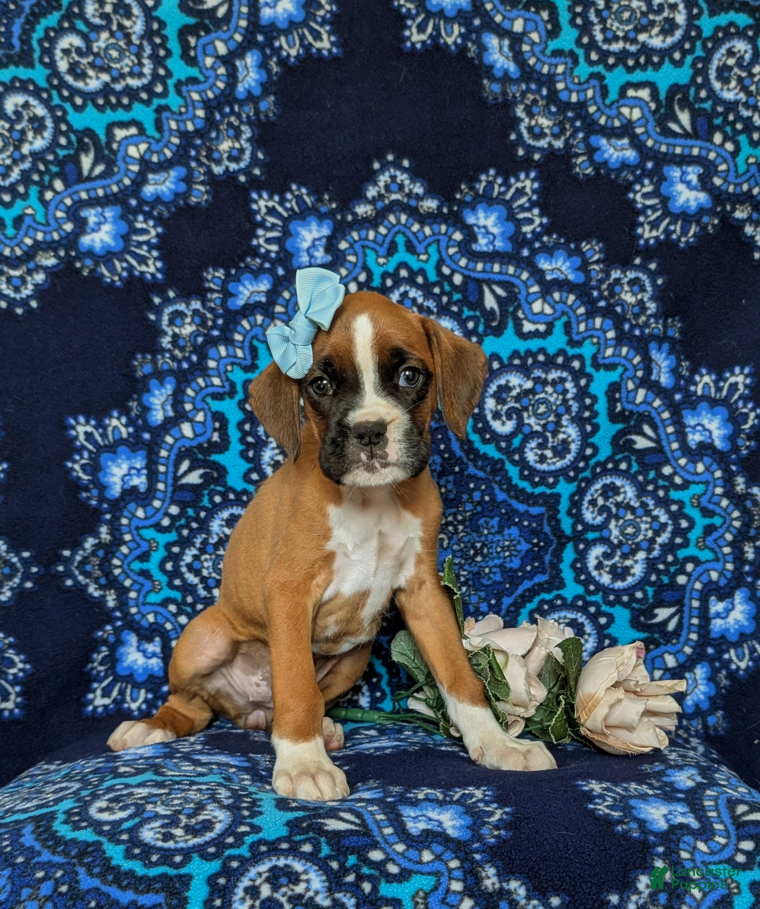 Boxer dogs Alisha - Ad 2