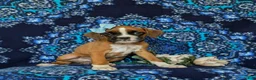 Boxer dogs for sale: Alisha - Ad 3