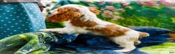 Mixed Breed dogs for sale: Janie - Ad 5