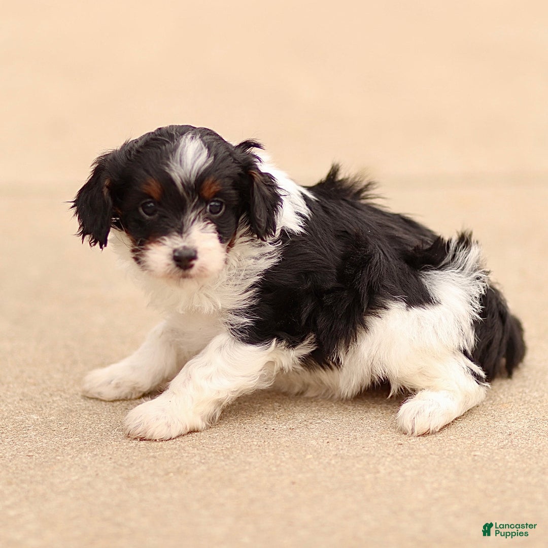 Cavapoo dogs for sale: Darla - Ad 3