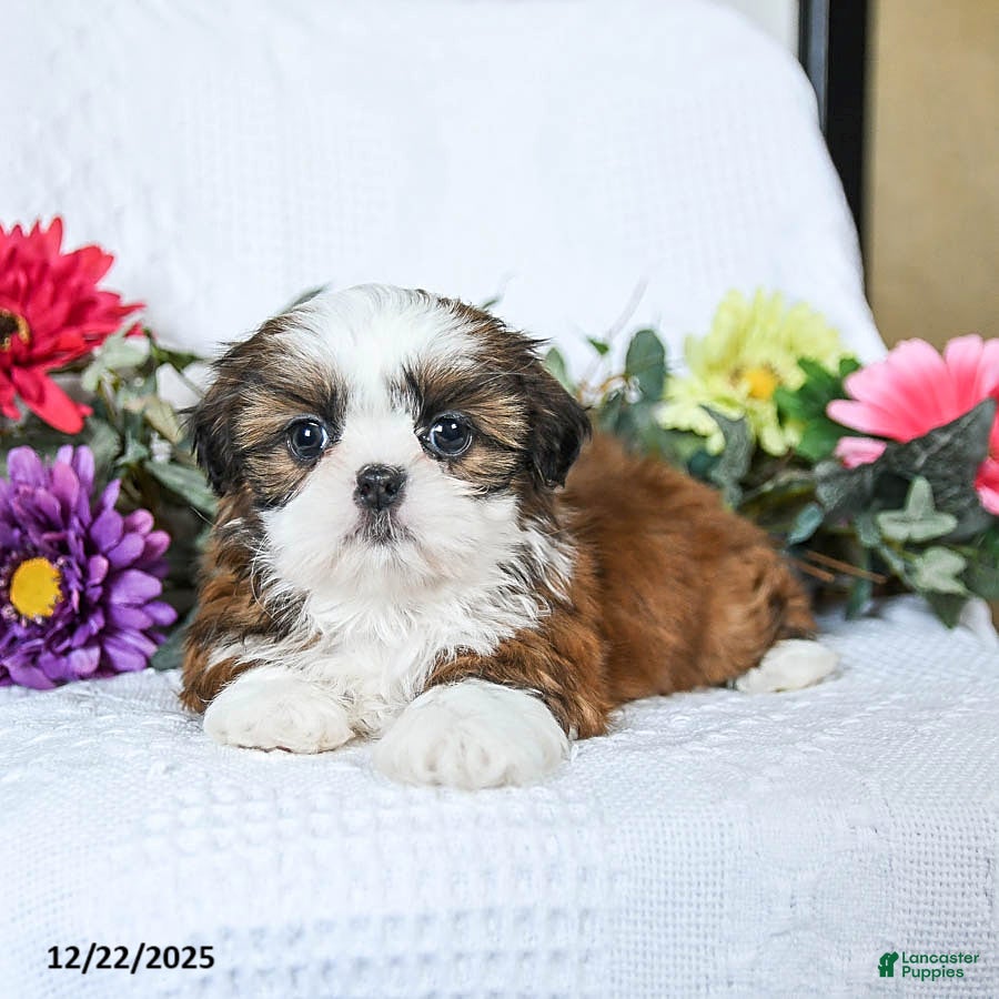 Shih Tzu dogs Flora   - Ad 31