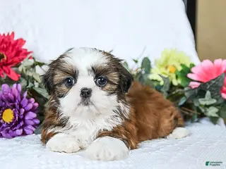 Shih Tzu dogs Flora - Ad 15