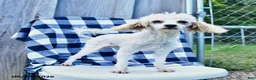 Toy Poodle dogs for sale: Sage - Ad 2