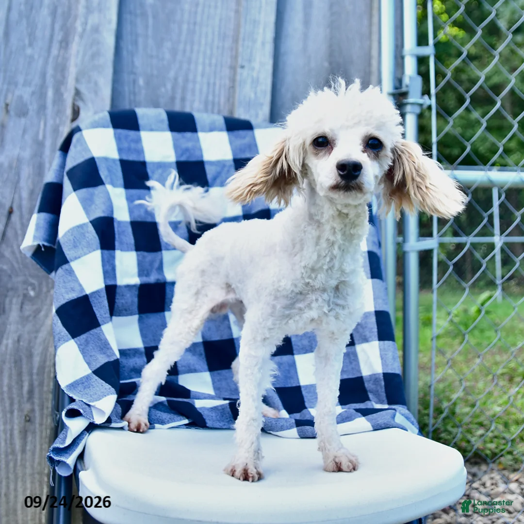 Toy Poodle dogs for sale: Sage - Ad 2