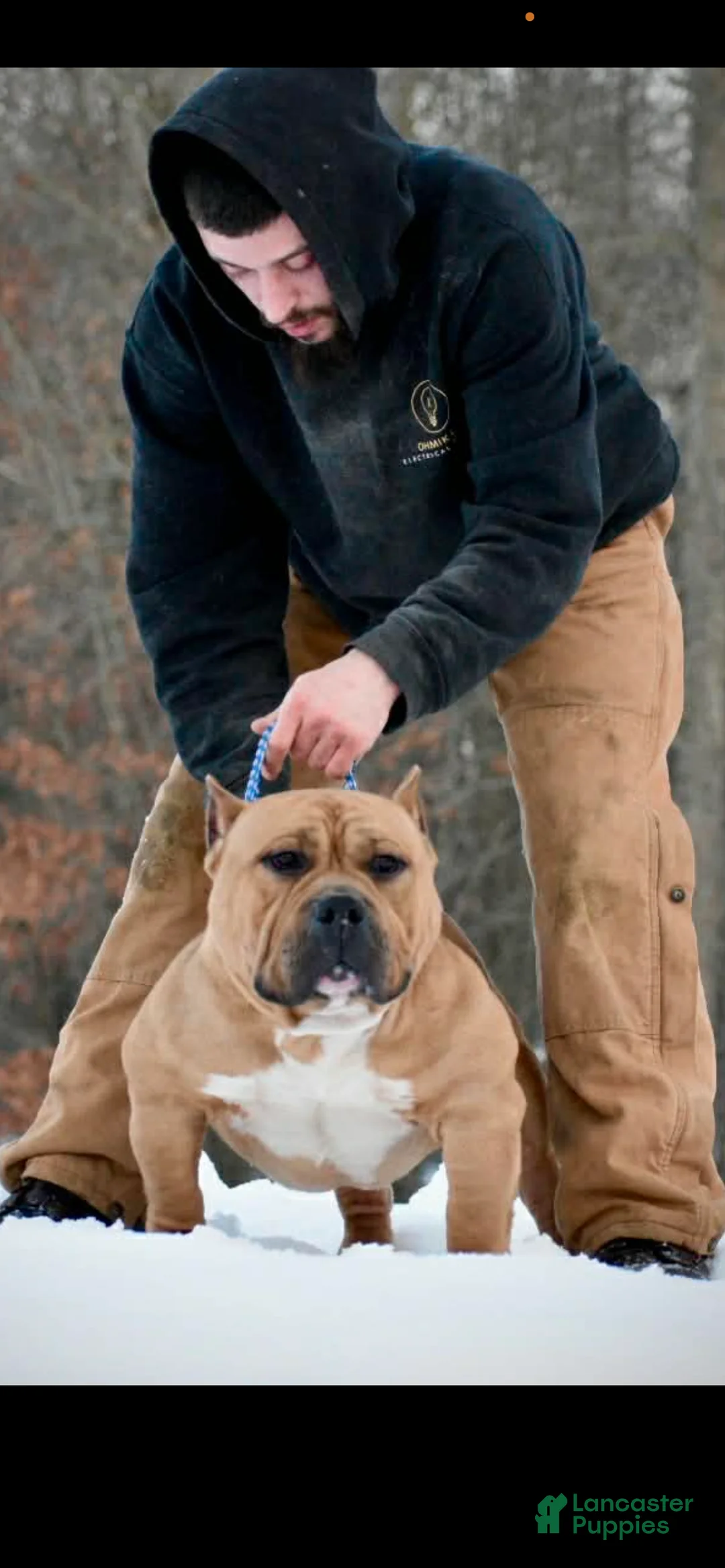 American Bully dogs for sale: American Bully Puppy 2 - Ad 4