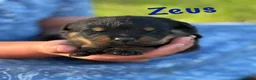 Rottweiler dogs for sale: Zeus w LONG TAIL  - Ad 2