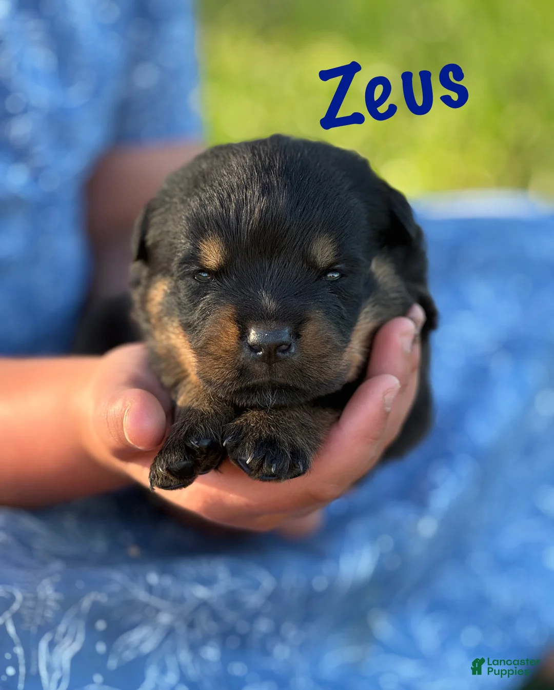 Rottweiler dogs for sale: Zeus w LONG TAIL  - Ad 2