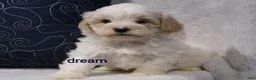 Shihpoo dogs for sale: Kamry - Ad 4